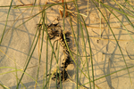 West Wittering - 35