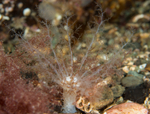Neopentadactyla mixta