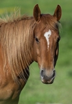 Chestnut Head and Shoulders