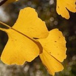 Autumn colour with Ginko (Ginkgo biloba) 