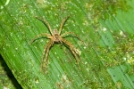 Wolf Spider