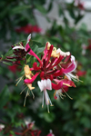 Honeysuckle