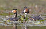 Great Crested Grebe - Podiceps cristatu