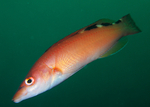 Labrus mixtus