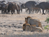 Two Lions vs Buffalo herd