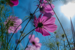 Cosmos