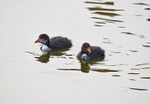 Coot juveniles