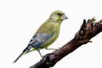 Greenfinch 171006 125a