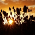 Teasles