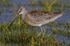 Long Billed Dowitcher