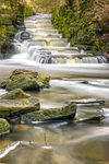 Yarrow Fish Ladder