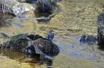 Dipper