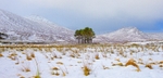 Mountain pines, Scottish Highlands.