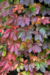 VIRGINIA CREEPER - NORFOLK COUNTY