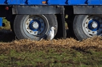Cattle Egret