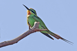 Blue Cheeked Bee Eater