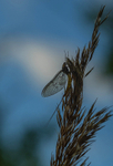 In the world of Mayflies