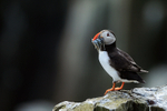Puffin with fish, Farne Islands