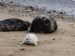 Atlantic Grey Seal