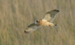 Short-eared owl