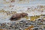 Otter