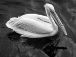 Great White Pelican