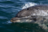 Common Bottlenose Dolphin, Isle of Mull