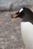 Gentoo penguin, Waterboat Point, Antarctic Peninsula