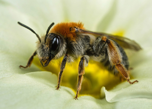 [i]Andrena haemorrhoa[/i] female in a primula flower. Warwickshire, April 2014.