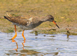 Redshank