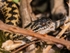 Adder