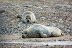 Common Seals