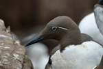 Common Guillemot