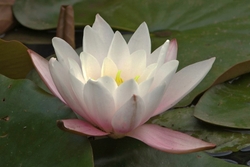 White Water Lily