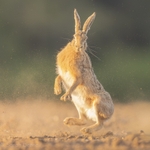 Leaping Hare 2026