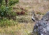 friendly Golden Plover