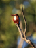 White-throated Kingfisher, Bandhavgarh, India