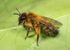 Andrena nigroaenea (f)