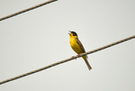 Black-headed Bunting