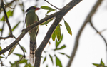 Common Green Magpie
