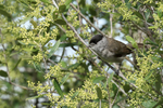 Blackcap (male), Rock of Gibraltar