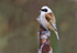 Male Penduline Tit