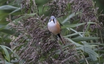 Bearded Tit, Male