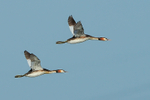 Great Crested Grebes in flight, Farmoor Reservoir