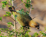 Brown-headed Parrot