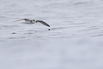 Masatierra Petrel low over ocean, Chile