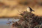 American Kestrel portfolio