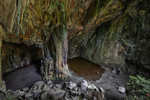 Cathedral Cave
