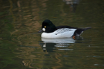 Goldeneye