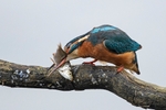 Kingfisher Alcedo Atthis043